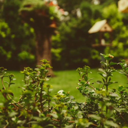 Picture of landscaped yard.